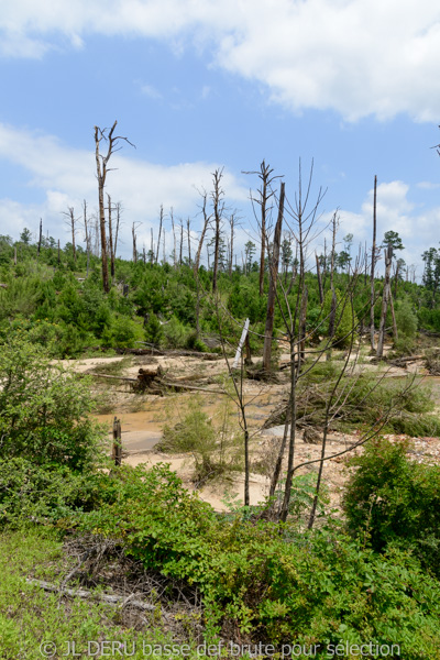 Bastrop State Park, TX, USA